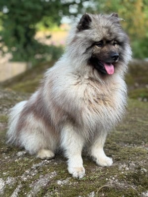 Étalon Spitz allemand - Vaïko (Sans Affixe)