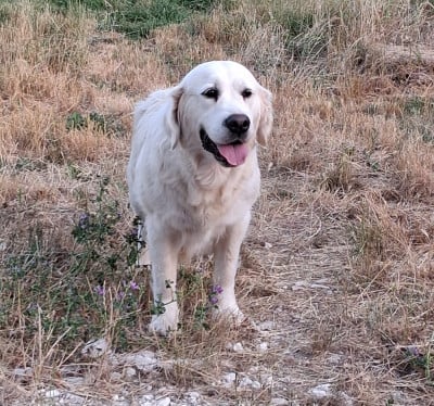 Étalon Golden Retriever - Victoire Du Grand Tilleul De La Forge