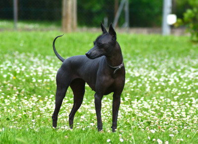 Étalon Chien nu du Perou - Yaska Benrey Hounds