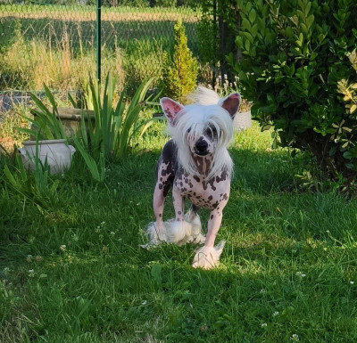 Étalon Chien chinois à crête - Vianney dit VICTORIO Little Champs
