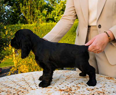 Étalon Cocker Spaniel Anglais - BORA-BORA Of Ortense Memories