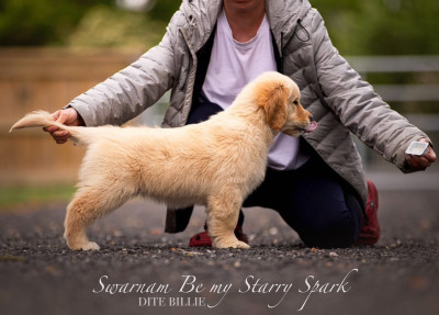 Étalon Golden Retriever - Swarnam Be my Starry Spark