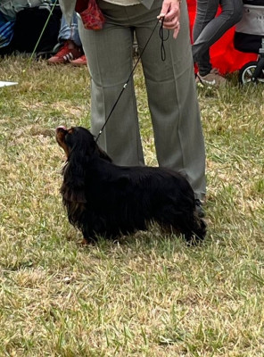 Étalon Cavalier King Charles Spaniel - CH. Viva la vida de Castelburry