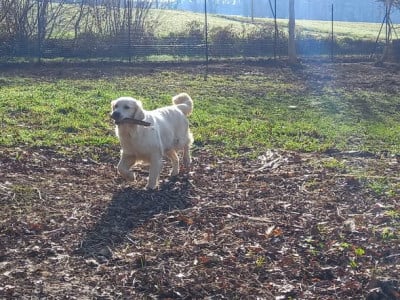 Étalon Golden Retriever - Upsie Du void de la bure