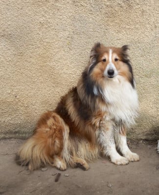 Étalon Shetland Sheepdog - Radjah blonde du Cèdre Enchanté