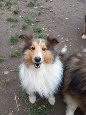 Étalon Shetland Sheepdog - Rubis Des Sentiers du Perche