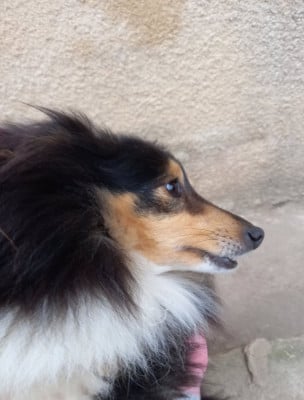 Étalon Shetland Sheepdog - Rose des O'Connelli
