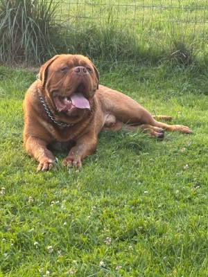Étalon Dogue de Bordeaux - Al capone L'Arche des dogues de Noely