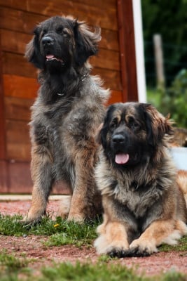 Étalon Leonberger - Urfée Du Clan Des Monts