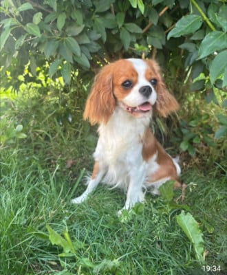 Étalon Cavalier King Charles Spaniel - Angel Du Souvenir Des Dicks