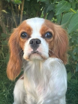 Étalon Cavalier King Charles Spaniel - A Ivoire Du Souvenir Des Dicks