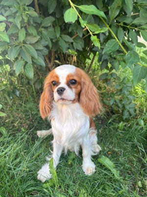 Étalon Cavalier King Charles Spaniel - Azur Du Souvenir Des Dicks