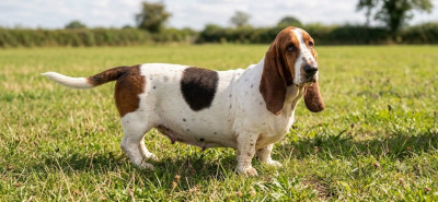 Étalon Basset Hound - Tamara des Croisades de Tyam