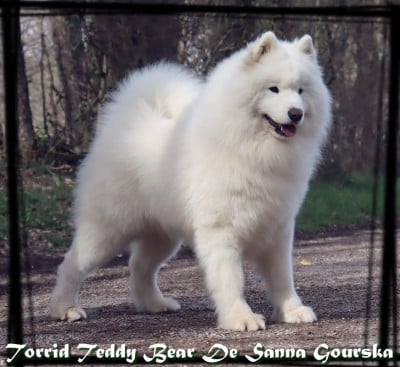 TORRID TEDDY BEAR De sanna gourska