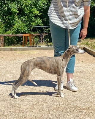 Étalon Whippet - Arletty du domaine des Chojnacki