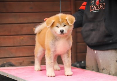Étalon Akita - Bogetsu No Chizunami Sayu Shingeki No Inu