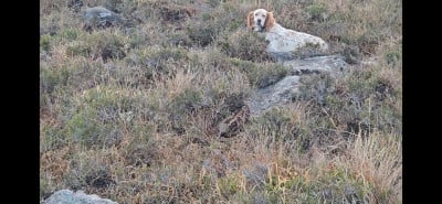 Étalon Setter Anglais - Rumba des terrasses de l'arradoi Des Grés Rouges