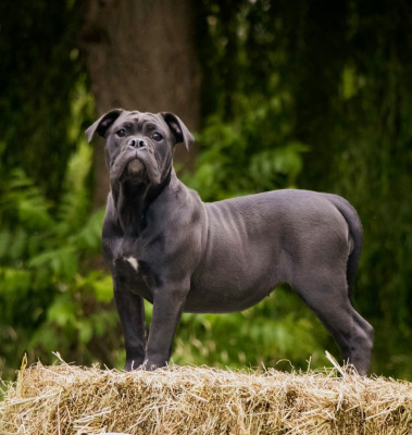 Étalon Bulldog continental - Arkane Du Paradis D'Eska