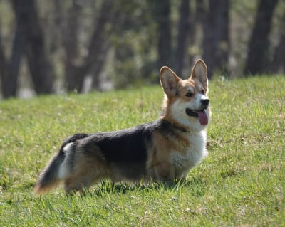 Étalon Welsh Corgi Pembroke - Rothko UZEM BACHLA