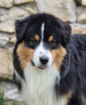 Étalon Berger Australien - Big Buddy Jumping Dumpling
