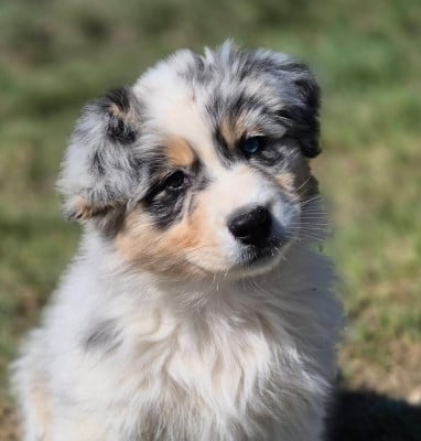 Étalon Berger Australien - Born to be Mine Du Domaine De La Camosciara