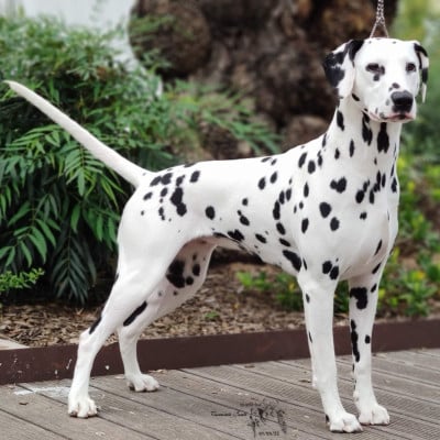 Étalon Dalmatien - CH. Romanee Conti du petit lord