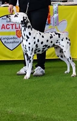 Étalon Dalmatien - Spot alot Ops