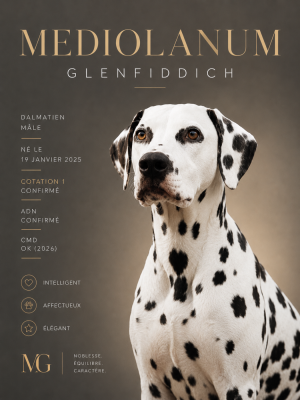 Étalon Dalmatien - mediolanum Glenfiddich