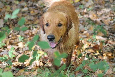 Étalon Golden Retriever - Vaiana du haut de la Girauderie