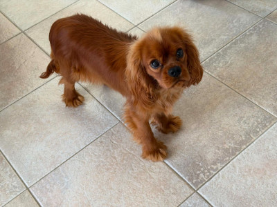 Étalon Cavalier King Charles Spaniel - ANDRASSY des brandes de beaulieu