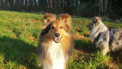 Étalon Shetland Sheepdog - VVillona Of Chiprey's Hamlet
