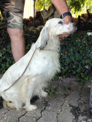 Étalon Setter Anglais - Trucha de la hêtraie pourpre