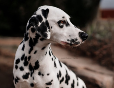 Étalon Dalmatien - aurorasmoon Ad Astra