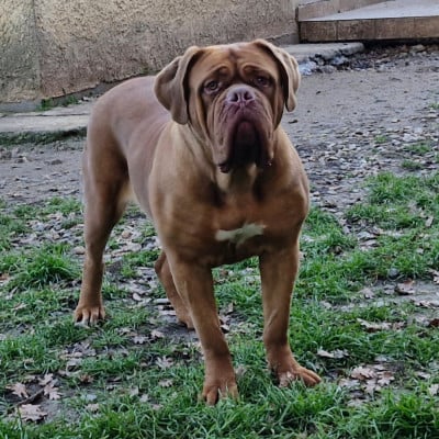 Étalon Dogue de Bordeaux - Tostaky des gargans d'or