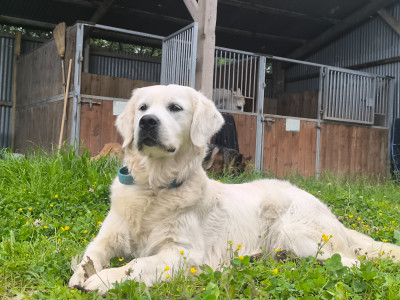 Étalon Golden Retriever - Anouk Des Rêveurs De Galens