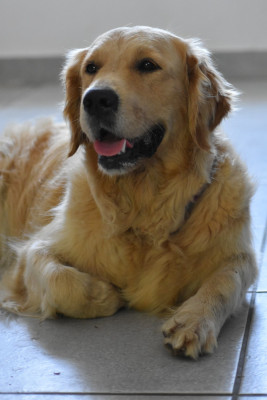 Étalon Golden Retriever - U Bahia Des Rêveurs De Galens