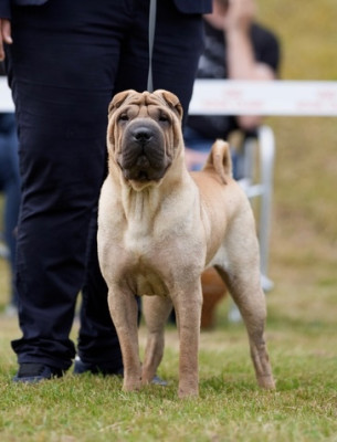 Étalon Shar Pei - Vaenus (Sans Affixe)