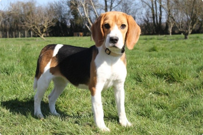 Étalon Beagle - Vanille De la vallee des trappeurs