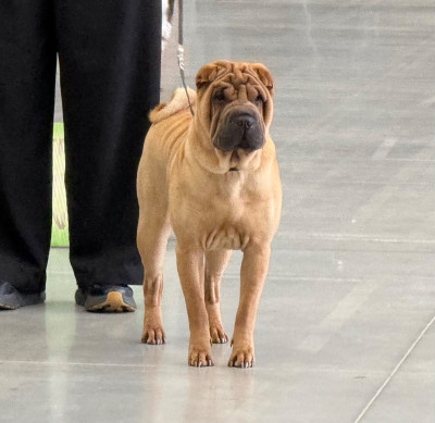 Étalon Shar Pei - Around the Clock des Ming Way