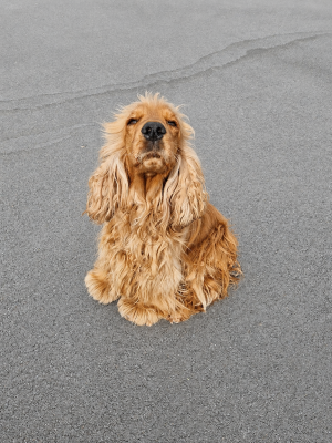 Étalon Cocker Spaniel Anglais - Thea du talaï (Sans Affixe)
