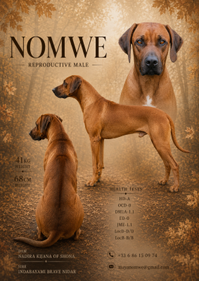 Étalon Rhodesian Ridgeback - Nomwe (Sans Affixe)
