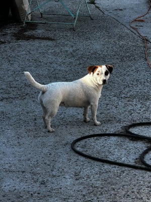 Étalon Jack Russell Terrier - Vahiné Des Torrents Sauvages