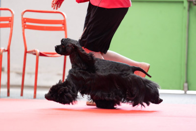 Étalon American Cocker Spaniel - CH. Dream Of Best In Show Vas y francky c'est bon