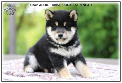 Étalon Shiba - Krav Addict BRISEIS QUIET STRENGTH