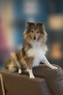 Étalon Shetland Sheepdog - Apple Gold Des mille eclats des tournesol