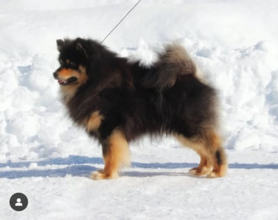 Étalon Chien finnois de Laponie - CH. Kaiku av vintervidda