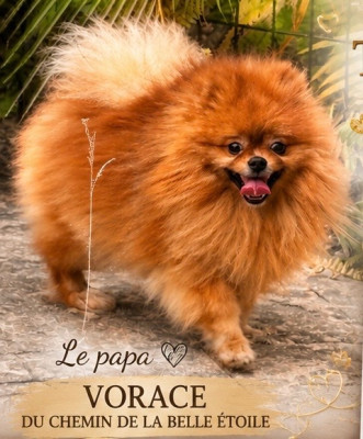 Étalon Spitz allemand - Vorace du chemin de la belle etoile