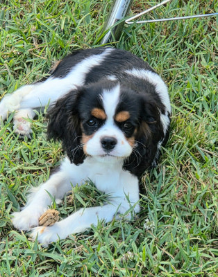 Étalon Cavalier King Charles Spaniel - Beauty De la combe berail