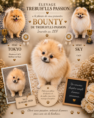 Étalon Spitz allemand - BOUNTY de trebuh'lls passion