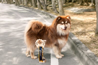 Étalon Chien finnois de Laponie - O'khelyara Vilya Fendeval